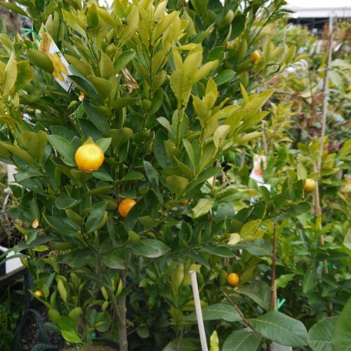 Citrus plant
