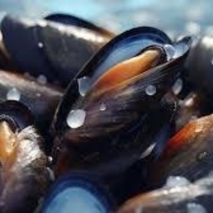 Mussels 2